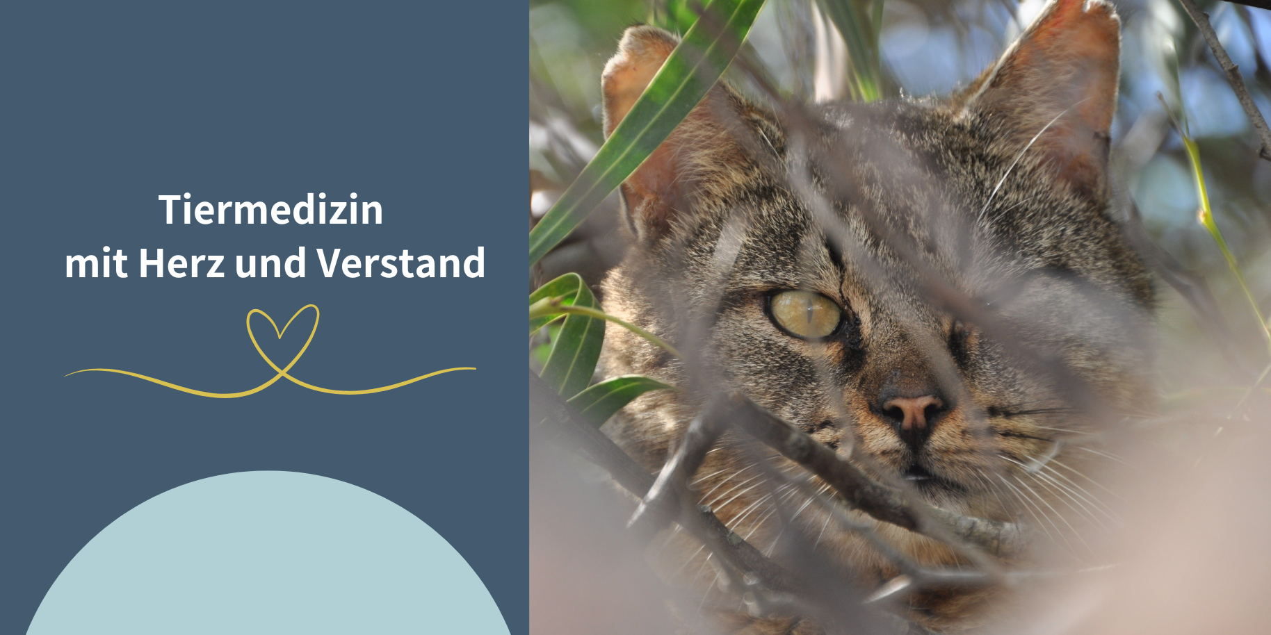 Teaserbild Tierarztpraxis am Ihlpool